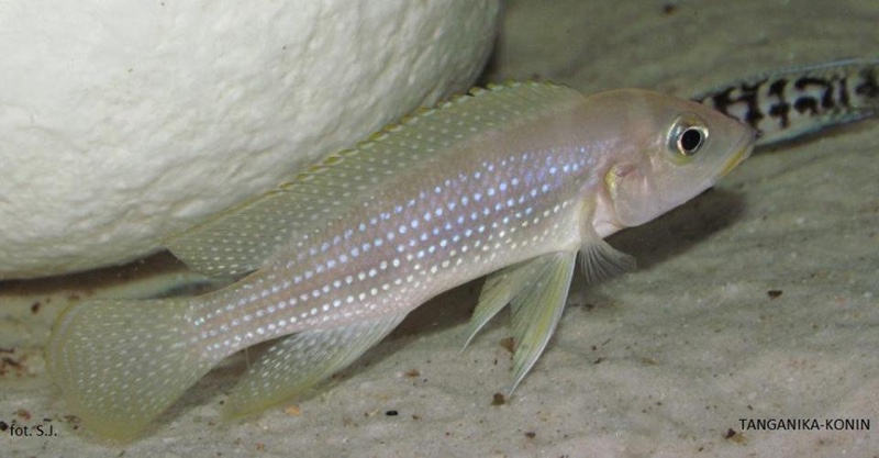 Neolamprologus tetracanthus 'Mtosi Bay'